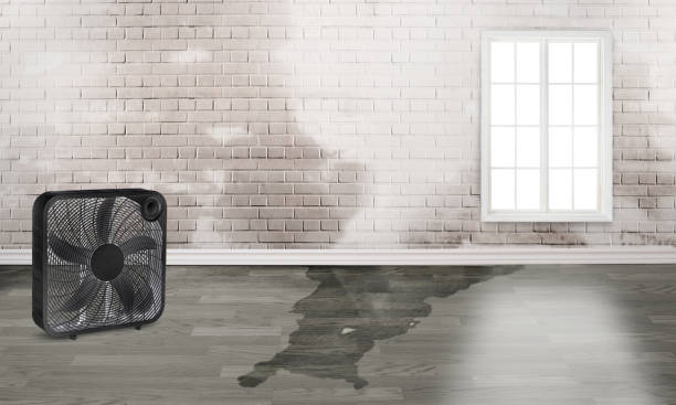 Best Water damage restoration near me  in Beesleys Point, NJ
